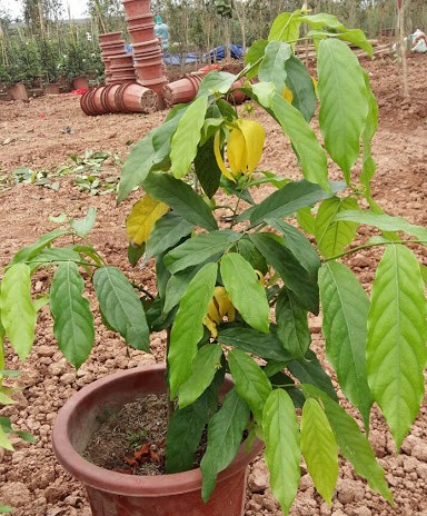 Cây hoa Dẻ ta - Cây giống Hoa thơm ngát