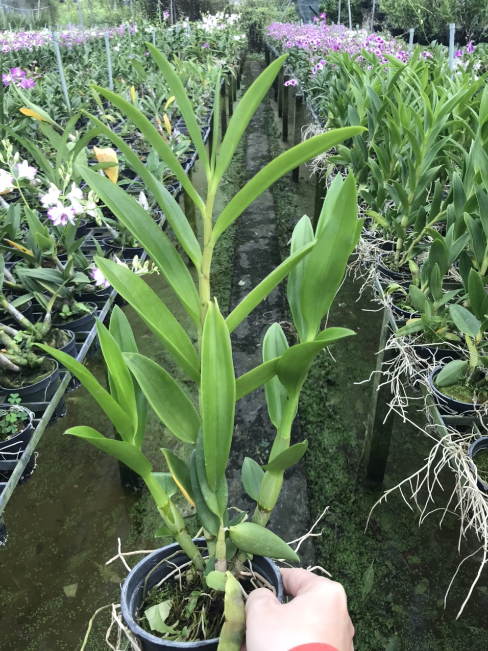 Hoa lan nắng thỏ hồng