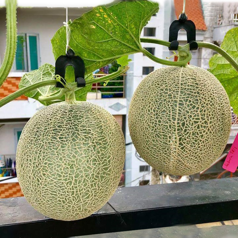 🍈20H_HẠT GIỐNG DƯA LƯỚI (DỄ TRỒNG)🍈