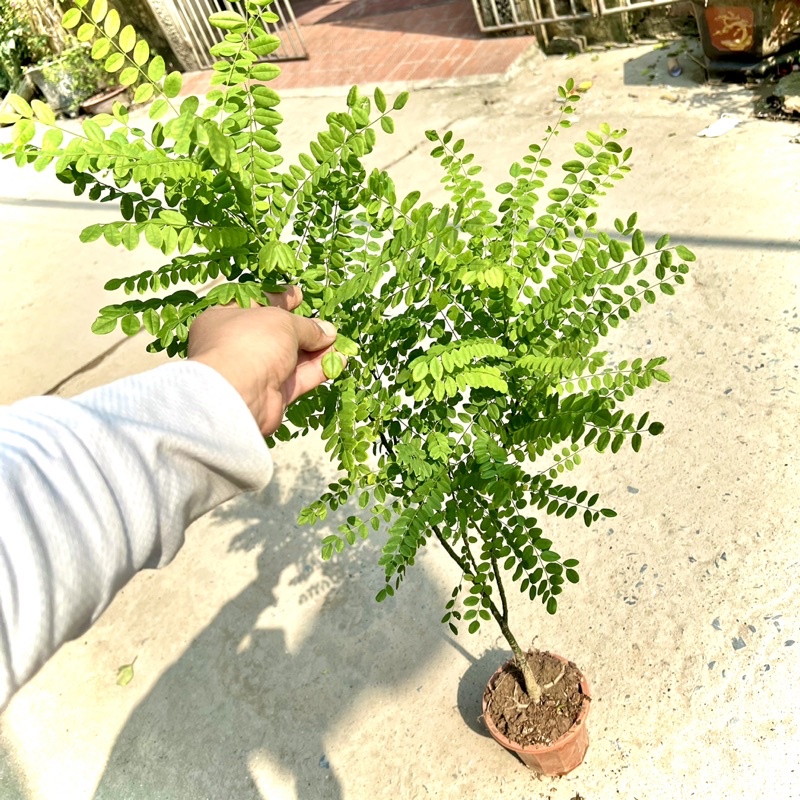 Cây hoa hoè nếp cao 70cm (Ảnh thật) - Lô mới về