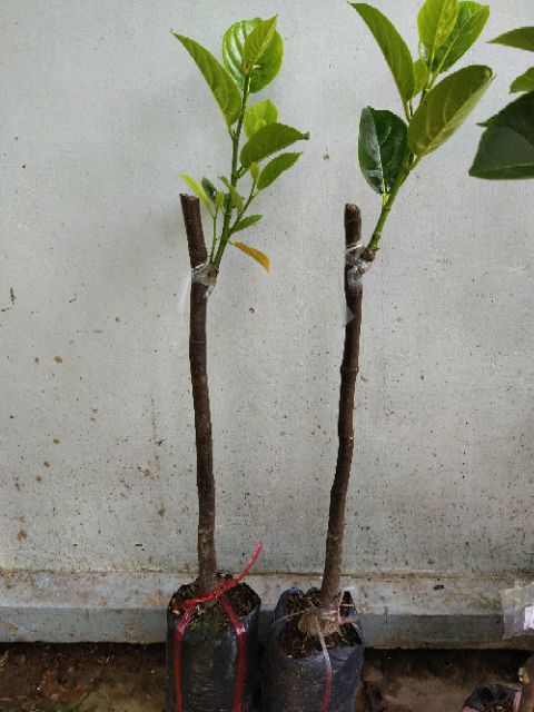Mít không hạt 105k/1 cây