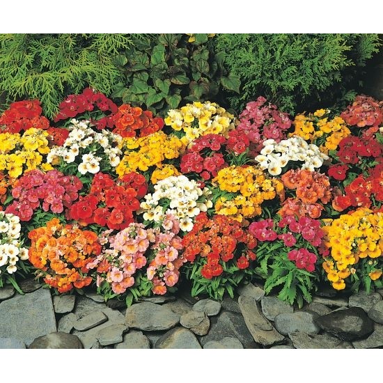 [HCM]Gói 0.01GR hạt giống hoa Mây Nhiều Màu (Hoa Mây)