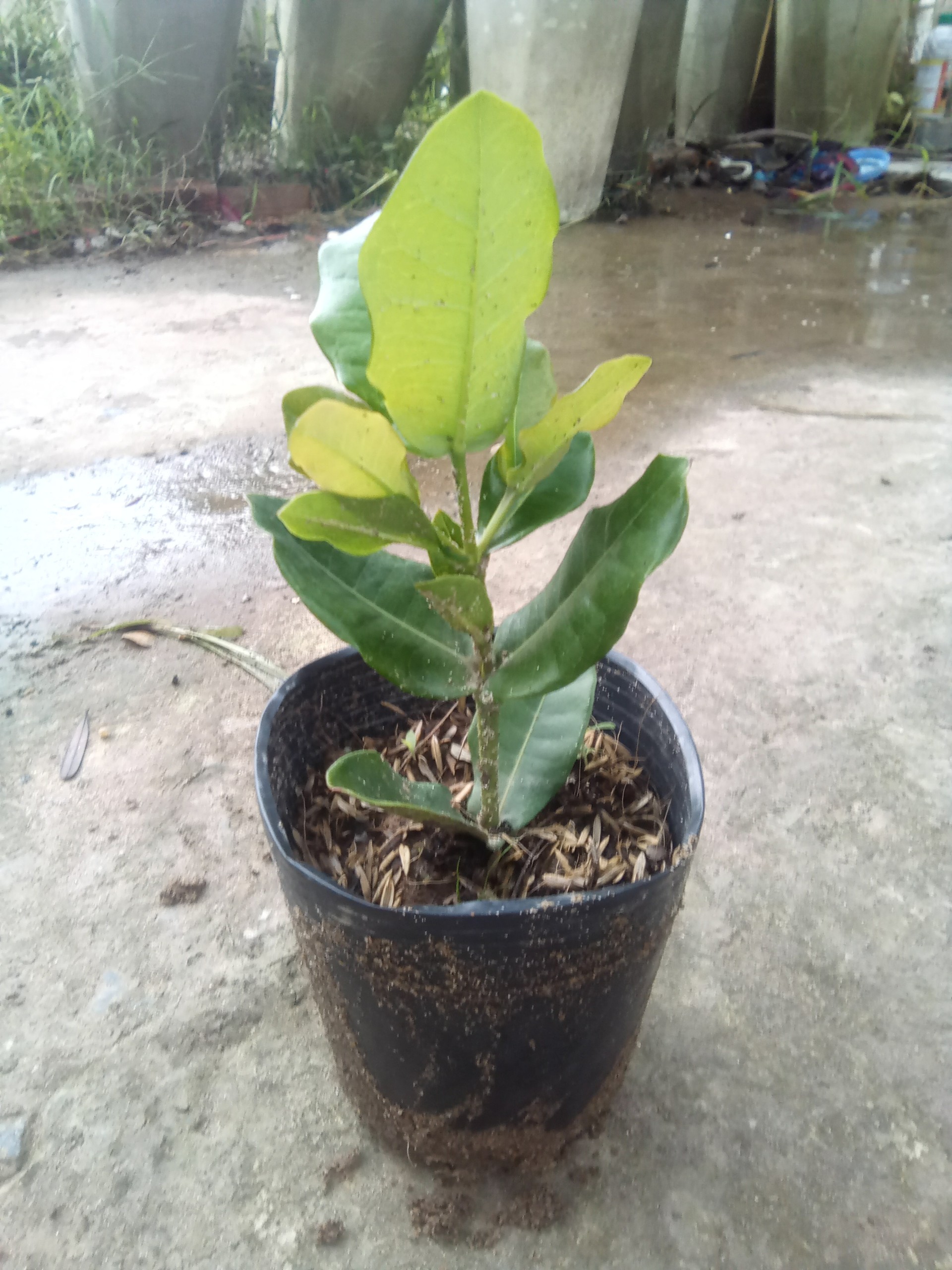 cây giống phụng hoàng lửa (giao cây cỡ như hình cuối)