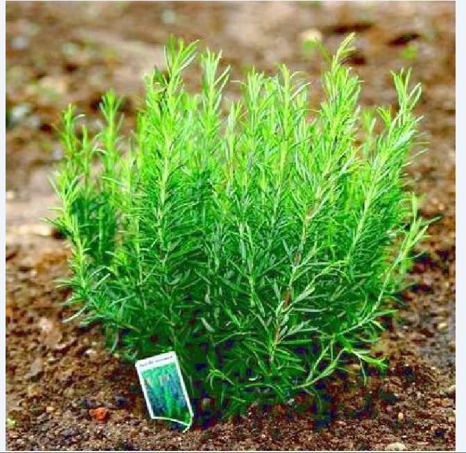 Hạt giống cây hương thảo ( lam gia vị thơm . đuổi côn trùng ) - 1 gói 20 hạt