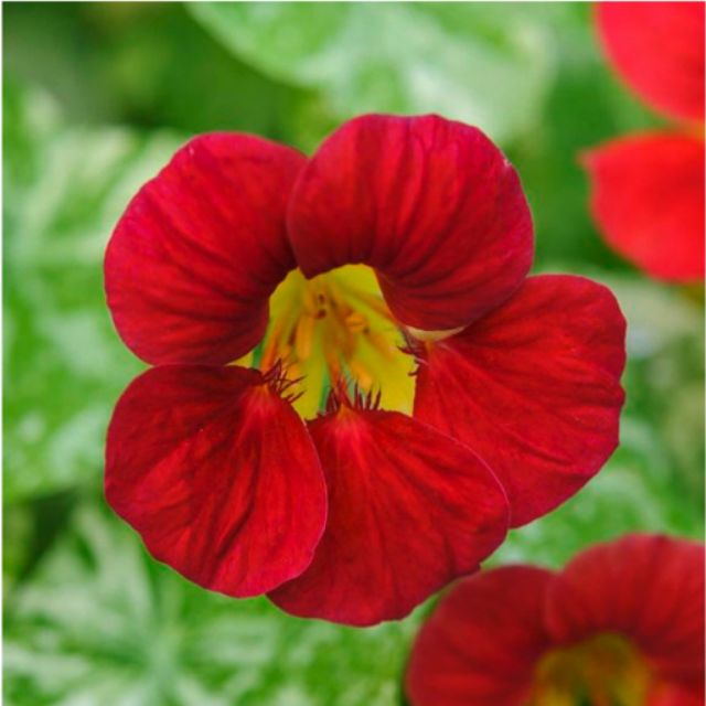 HẠT GIỐNG HOA SEN CẠN MIX ( TROPAEOLUM MAJUS )