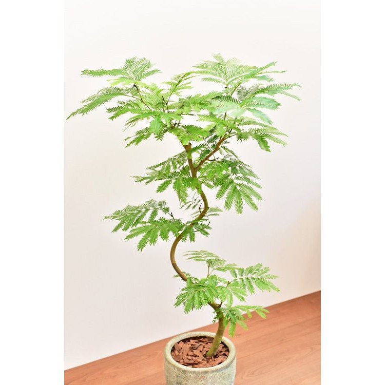 CÂY ME THÁI SIÊU QUẢ trồng chậu