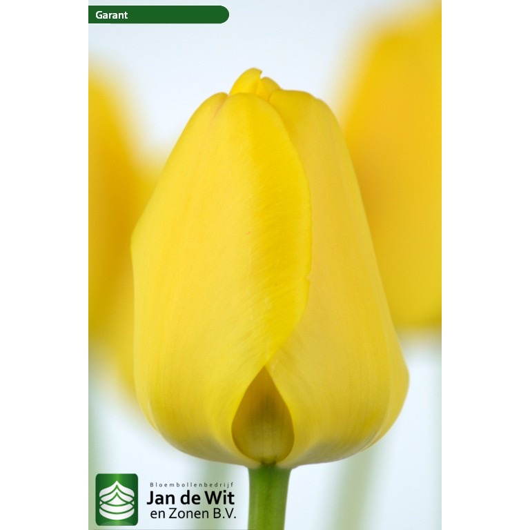 Củ hoa tulip (tuylip) Hà Lan được chọn màu( ra hoa sau 20-25 ngày)