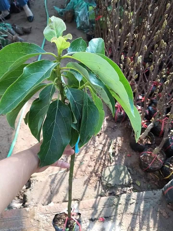 CÂY GIỐNG BƠ KHÔNG HẠT