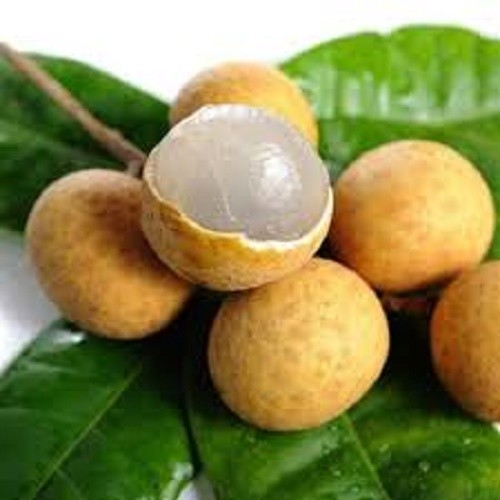 Cây giống nhãn lồng cho quả sớm + tặng 4 cây chè xanh