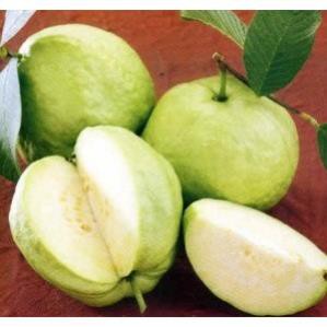 sản phẩm ỔI NỮ HOÀNG cây sẵn hoa và quả