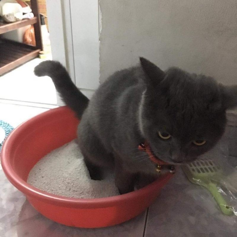 Cát vệ sinh cho mèo 5Kg