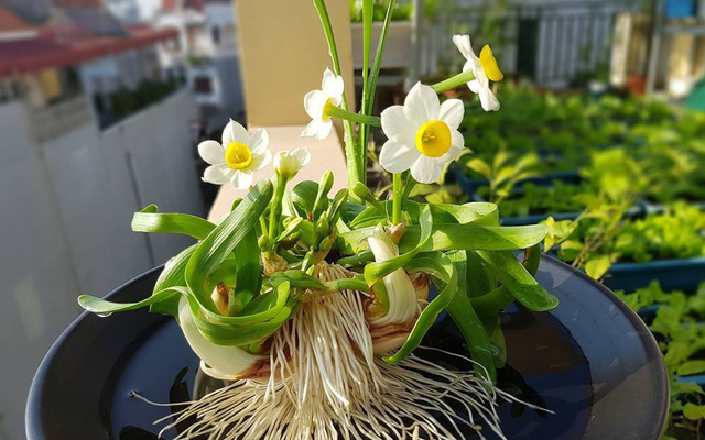 Củ hoa thuy thiên size chu vi 16/18cm( ,củ con xung quanh)