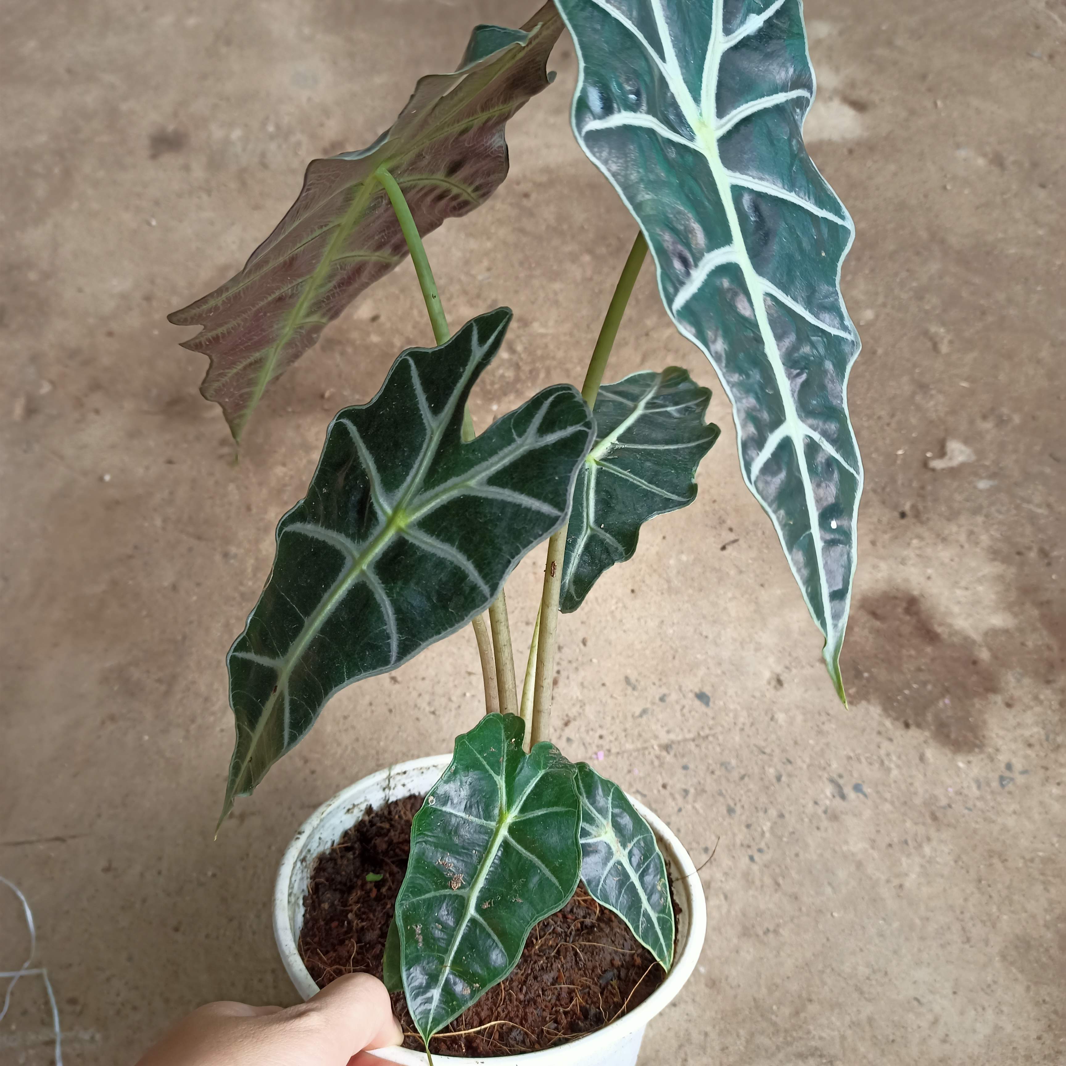 Chậu cây Alocasia Polly - môn quan âm