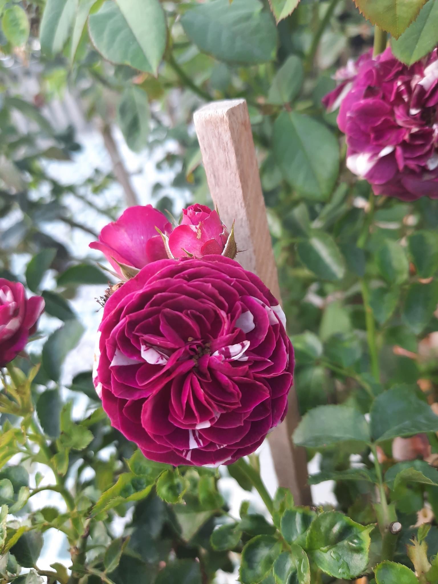 Hoa hồng Ngoại Scented Jewel Rose