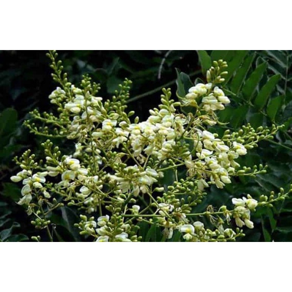 Hoa hòe, nụ hòe thơm ngon 1kg