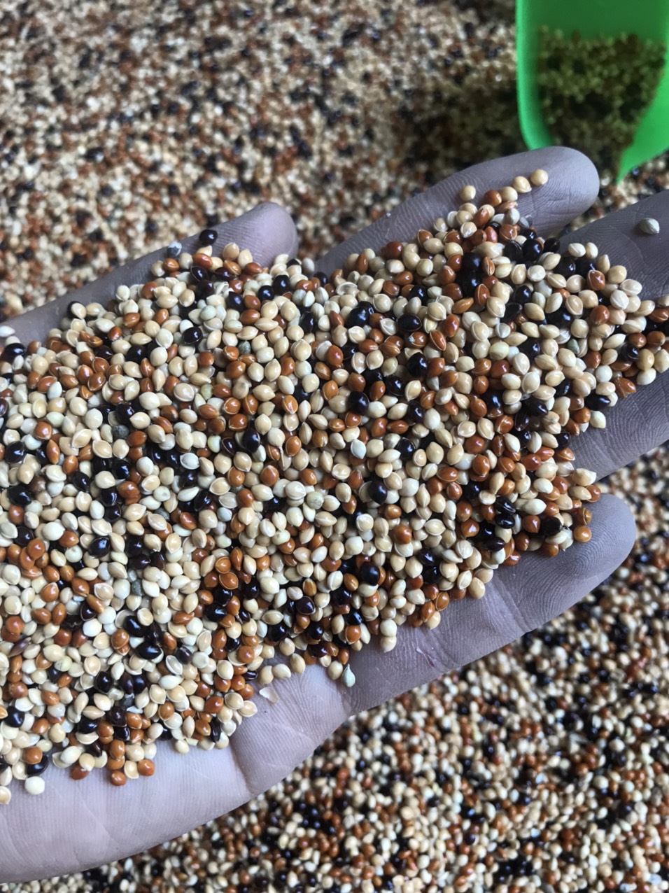 hạt cỏ thái ngũ sắc - 1kg thức ăn cho chim