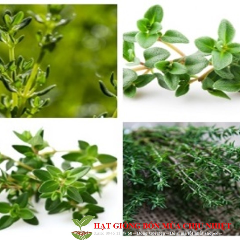 48B Hạt Giống Cỏ xạ hương 10 Hạt/ Gói