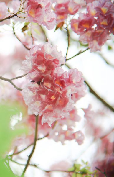 Hạt Giống Cây Hoa Kèn Hồng - Gói 10 hạt