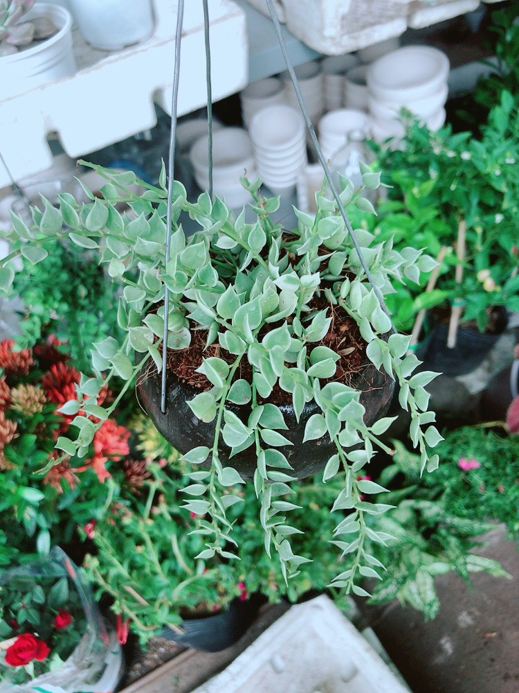 Cây Lá Tim Cẩm Thạch