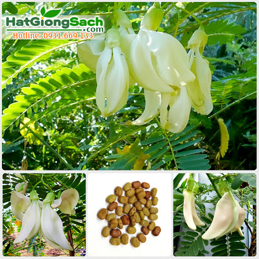 Hạt Giống So Đũa - 2gr