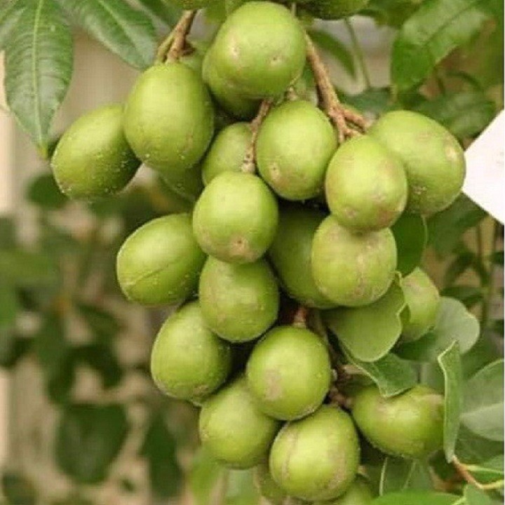 Cây giống cóc  Thái siêu quả - C88