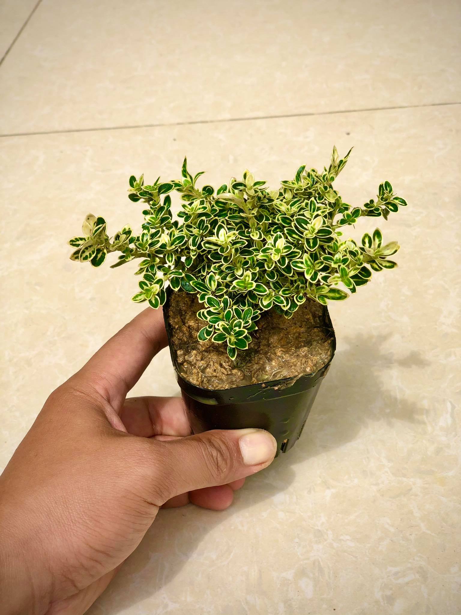 Cây bạch tuyết mai giống (Ảnh thật 2)
