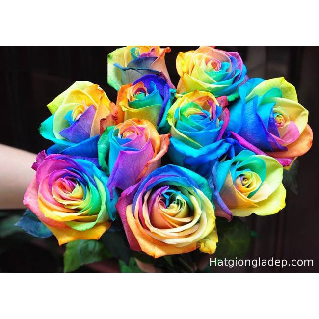 Hạt Giống Hoa Hồng Bảy Màu