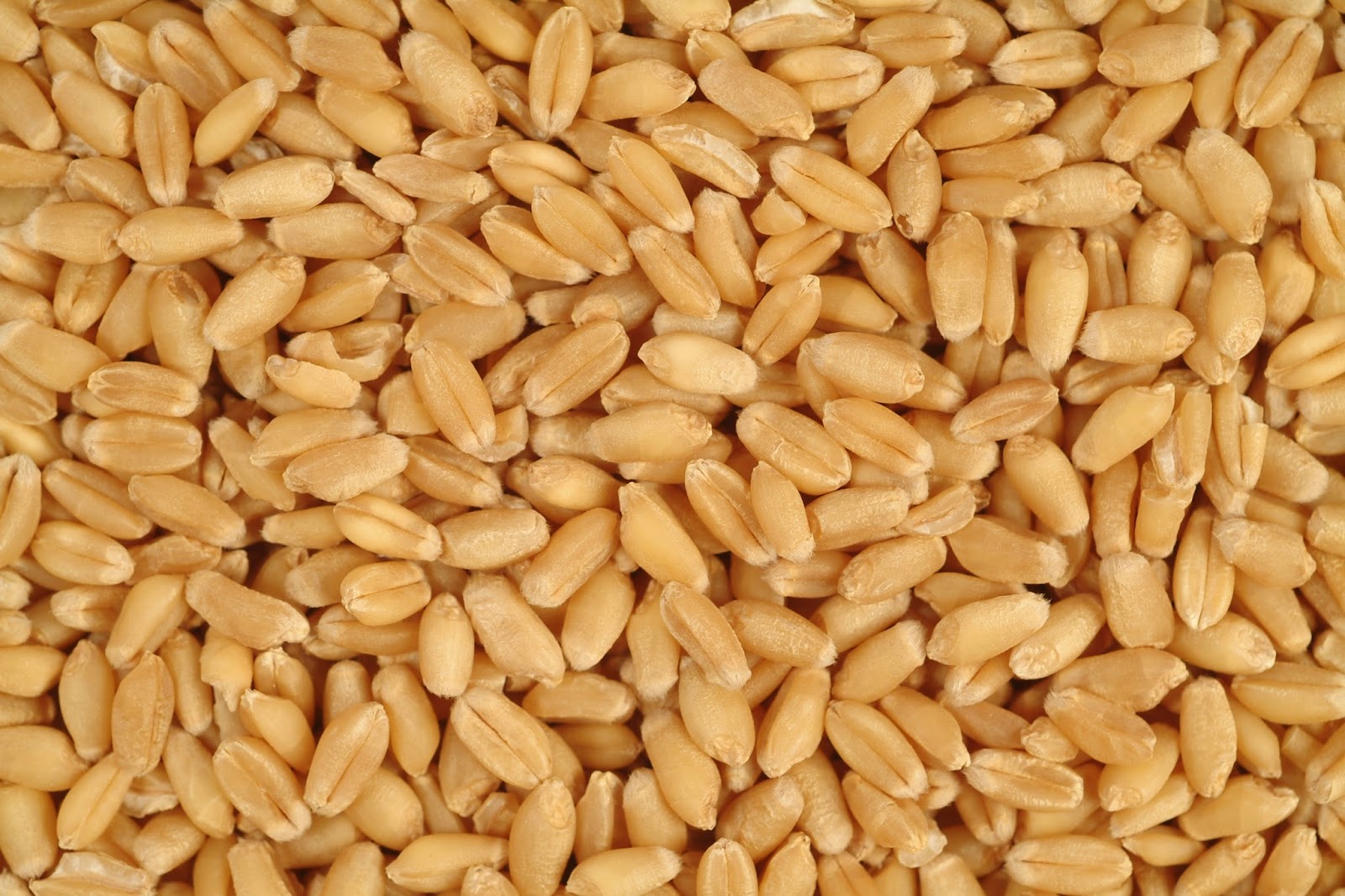 [HCM]Hạt lúa mì vàng, cỏ mèo loại 1kg.