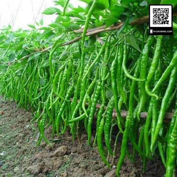 Túi 30 Hạt giống Ớt Đậu đũa