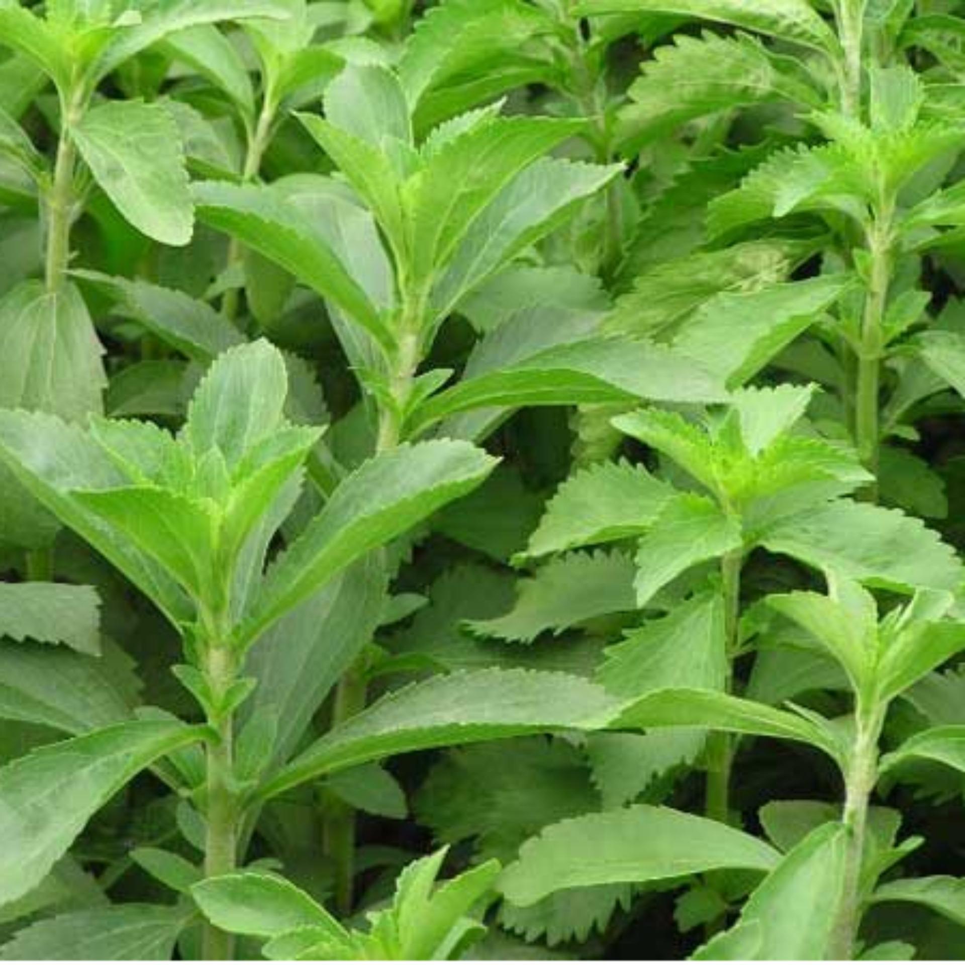 0.1gr Hạt giống Cỏ ngọt (tặng Kích nẩy mầm, Hướng dẫn ươm)
