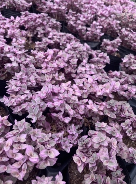 SEN ĐÁ PINK LADY - ĐÀ LẠT - LỖI 1 ĐỔI 1