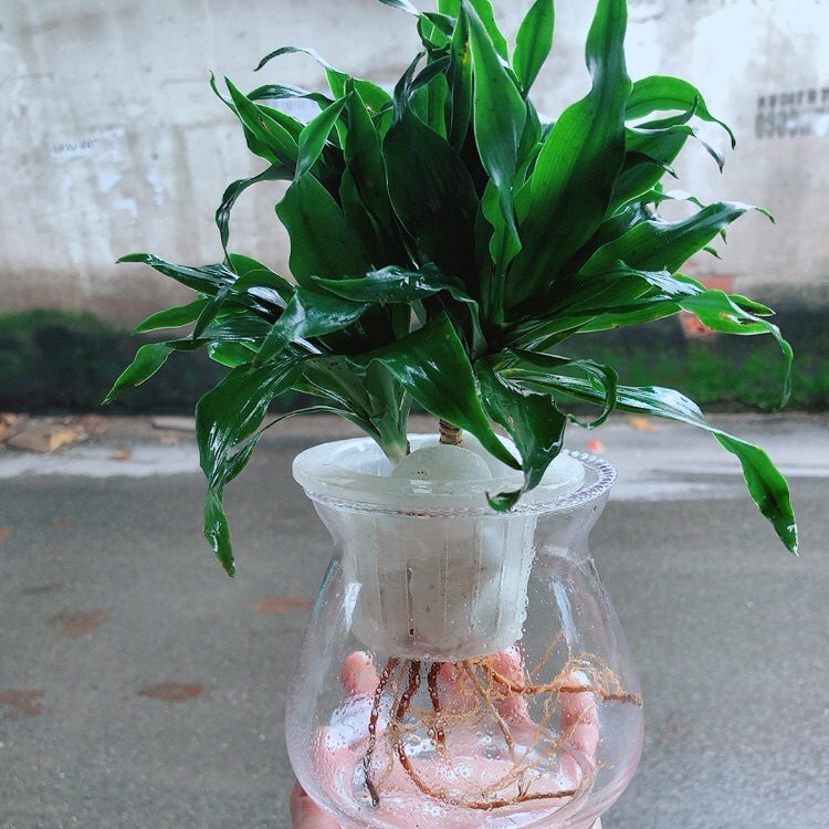 Chậu cây phát tài thuỷ sinh