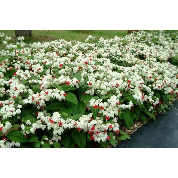 Cây Ngọc Nữ - Cây cảnh sân vườn - caykiengsadec