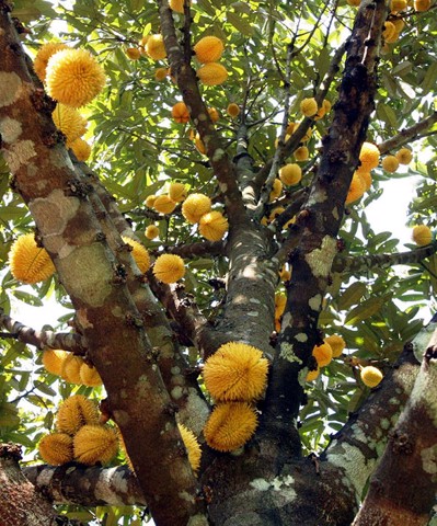 Cây giống Sầu Riêng ruột Đỏ ( SIÊU SỚM ) .