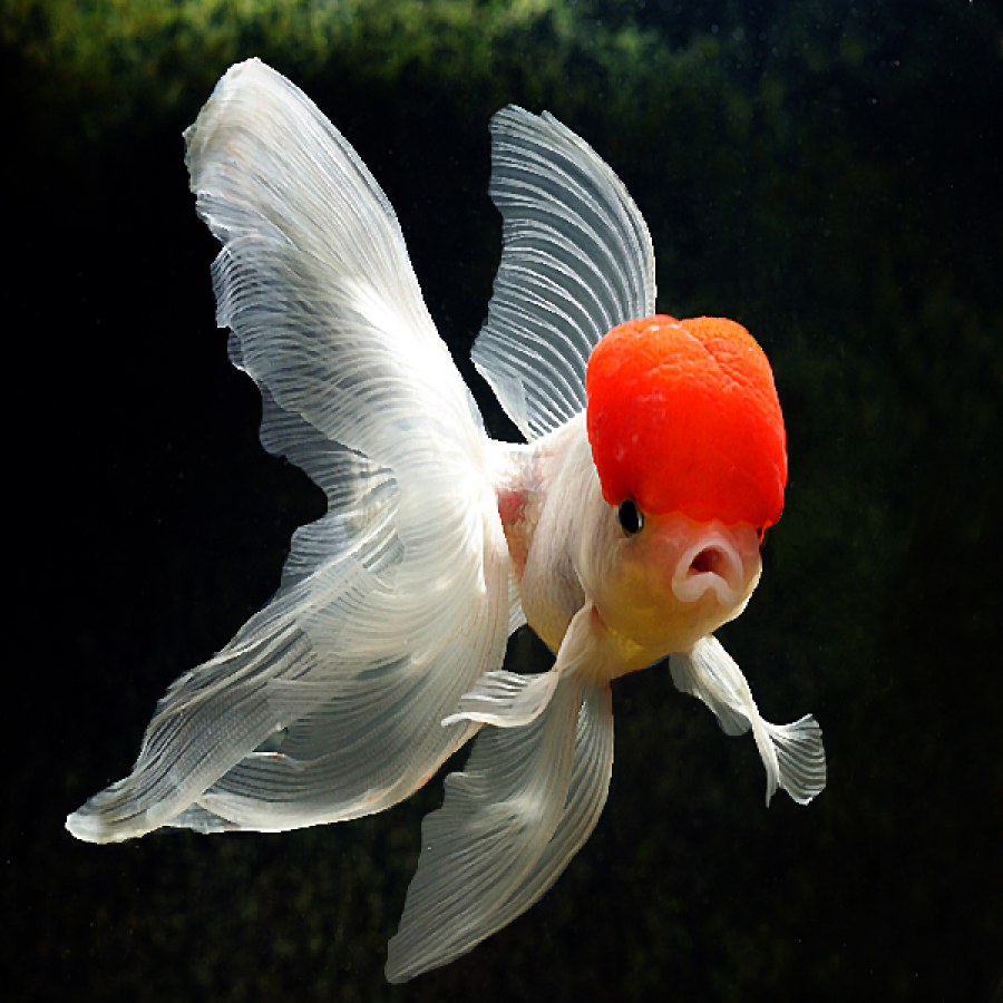 [HCM]Thức ăn cho cá vàng Hikari Oranda Gold hàng Nhật