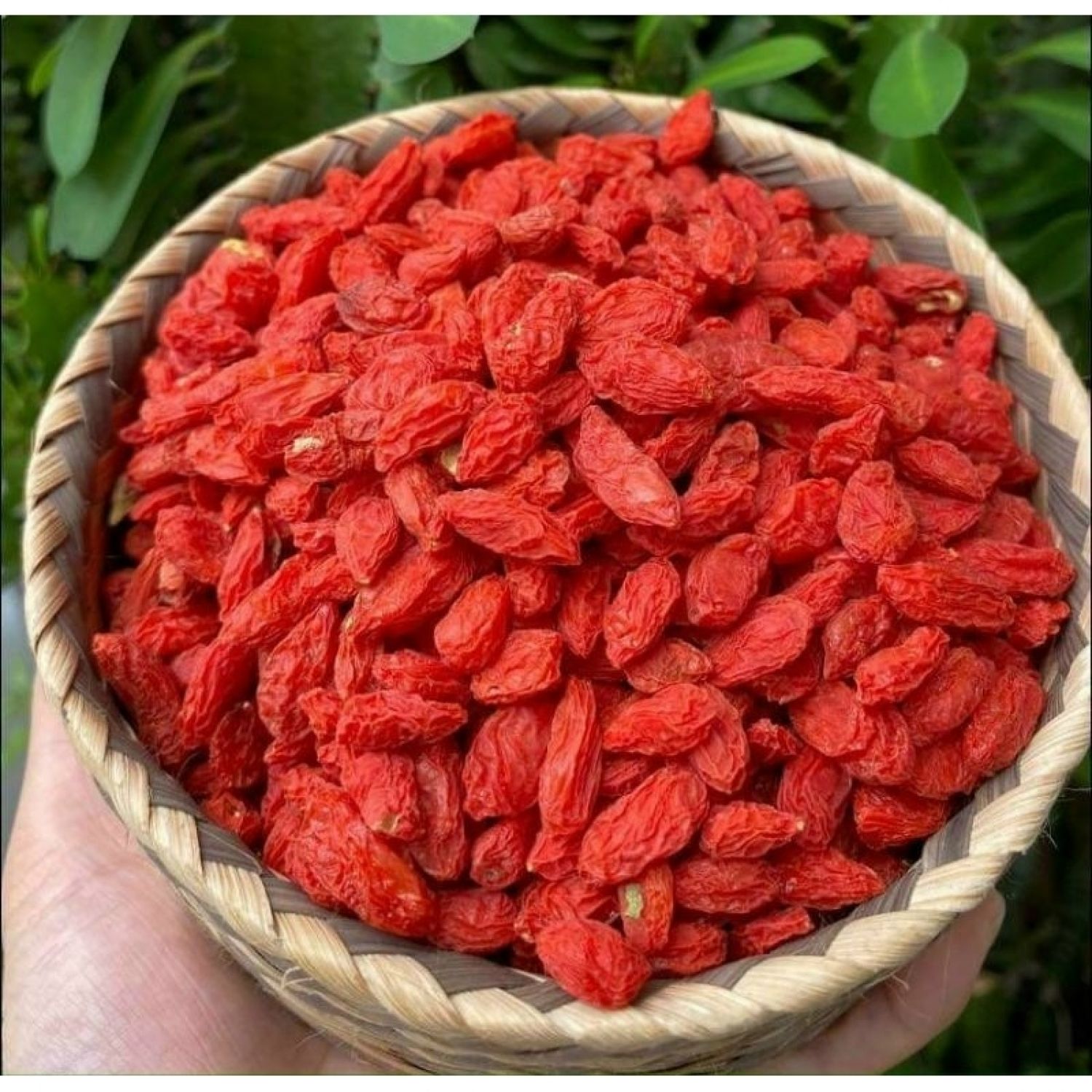 Kỷ tử khô, câu kỷ tử sấy khô , kỷ tử ninh hạ, bồi bổ cơ thể, tăng sức đề kháng.
