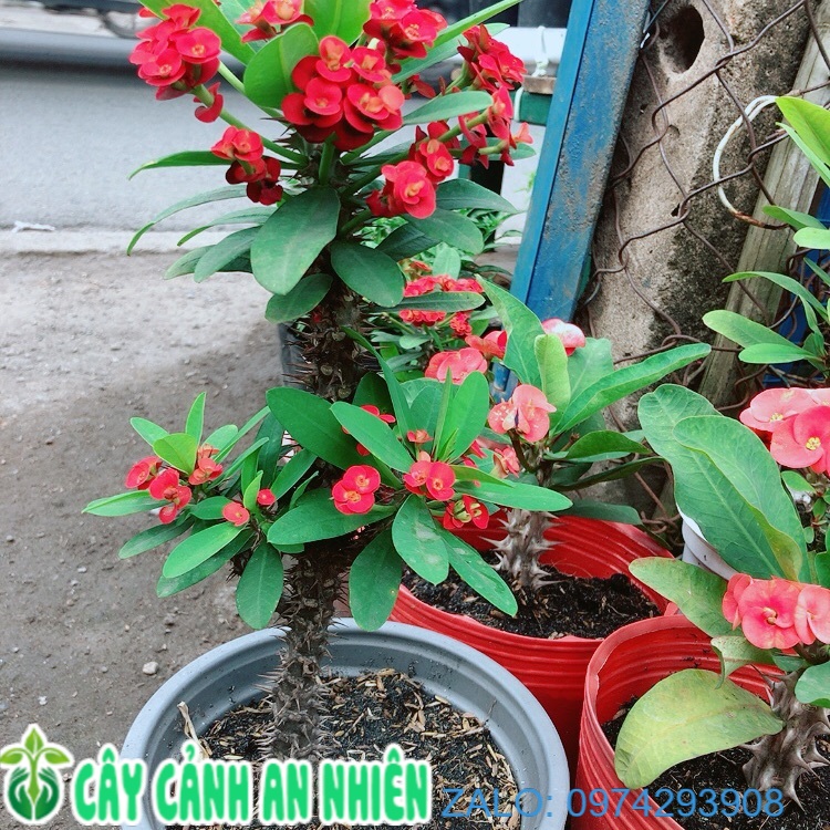 Xương Rồng Bát Tiên Lớn