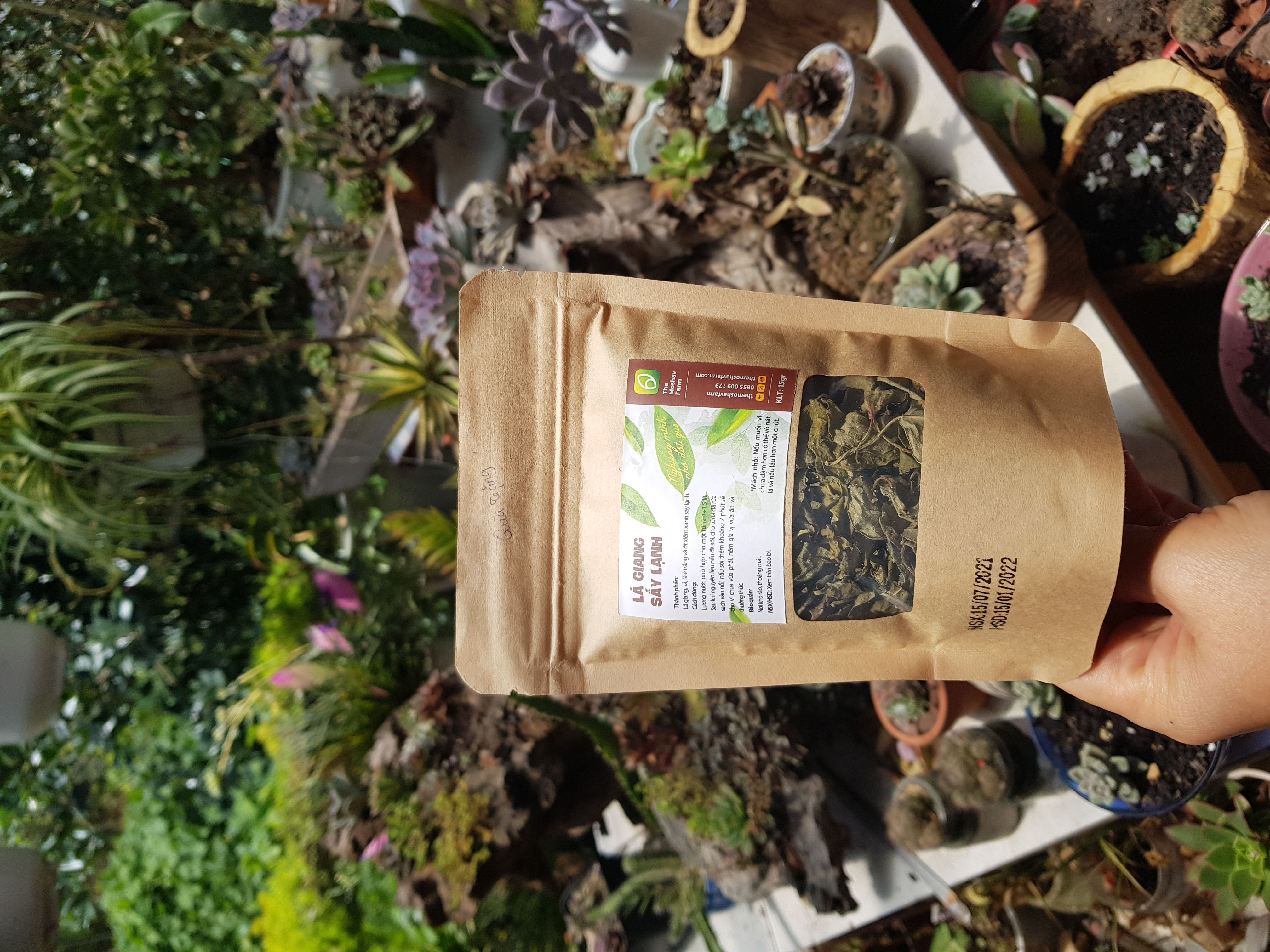LÁ GIANG SẤY LẠNH MOSHAV FARM - COMBO 5 GÓI