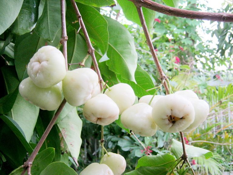 Cây giống Mận Trắng Sữa