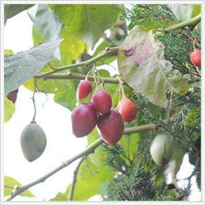 "Gói 10 Hạt " Hạt giống cà chua thân gỗ tamarillo