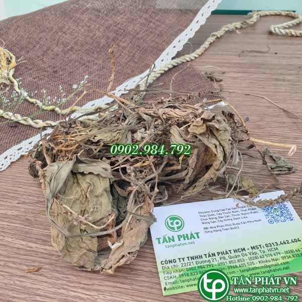 Mã đề sấy khô 1kg - Hàng loại 1 chất lượng cao - Thảo Dược Tấn Phát