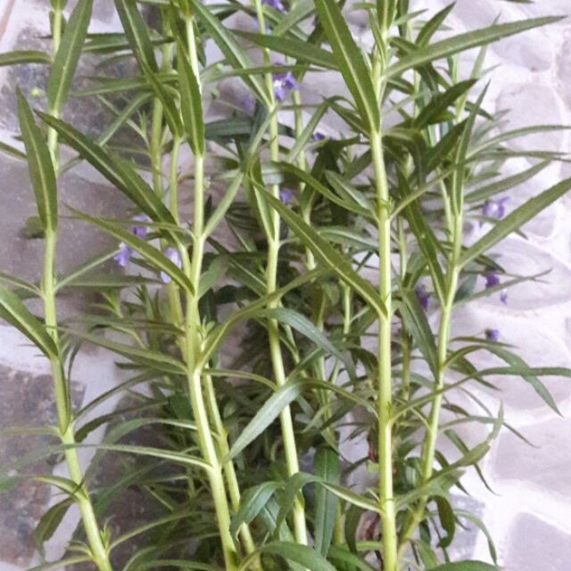 Hoa violet tím cổ thơm (cả hoa và lá đều rất thơm) - bầu cây giống size nhỏ