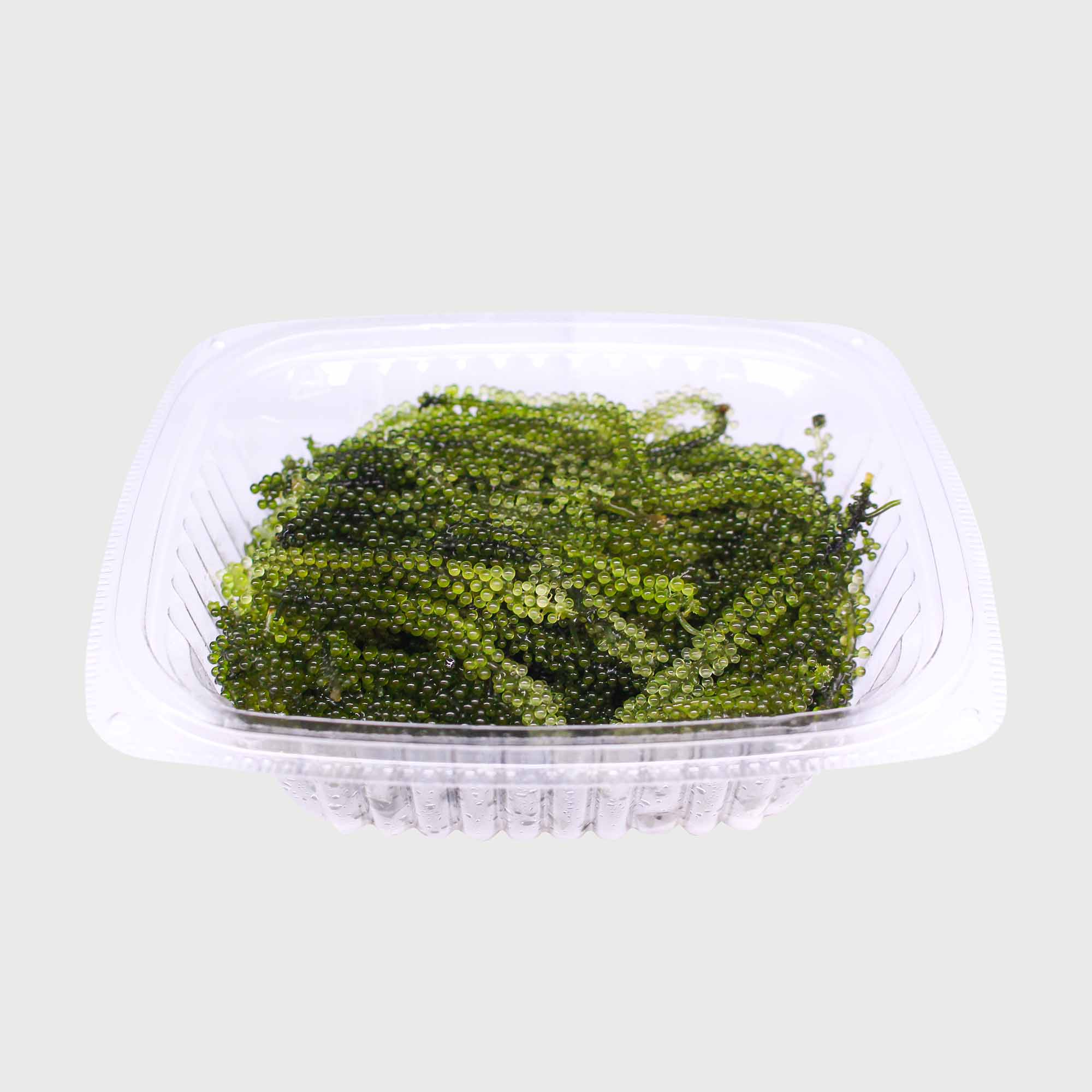 Wasabi S&B Nhật Bản