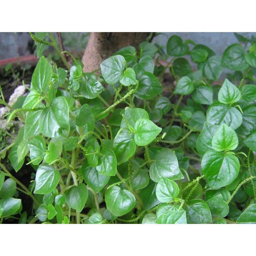 Hạt giống rau càng cua xanh giòn