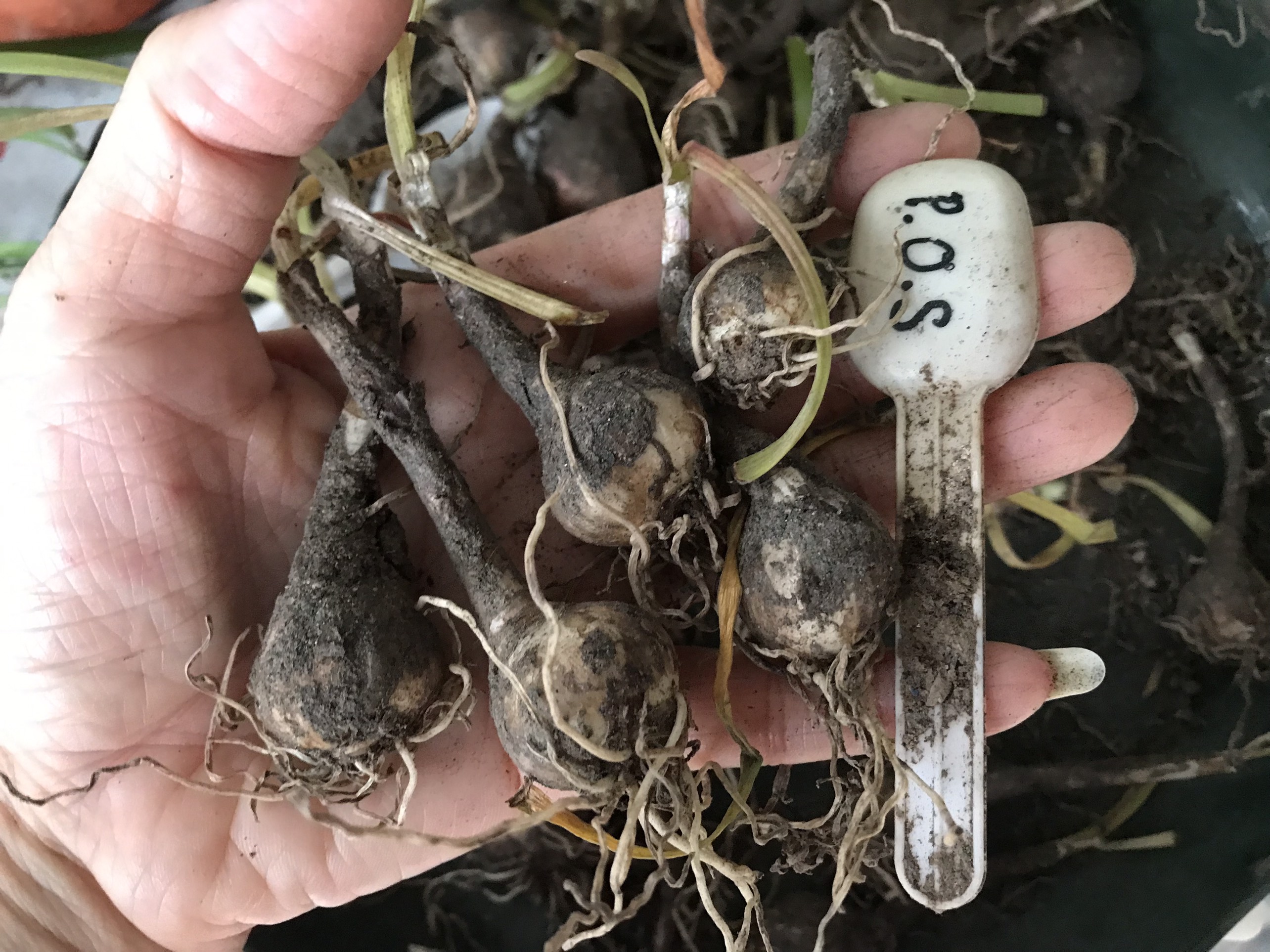 Củ huệ mưa ngoại Pride of Singapore (P.O.S), củ size hoa, đảm bảo chuẩn tag, sống 100%, siêng hoa, màu đỏ cực đáng sưu tầm, giá niêm yết là giá 1 củ.