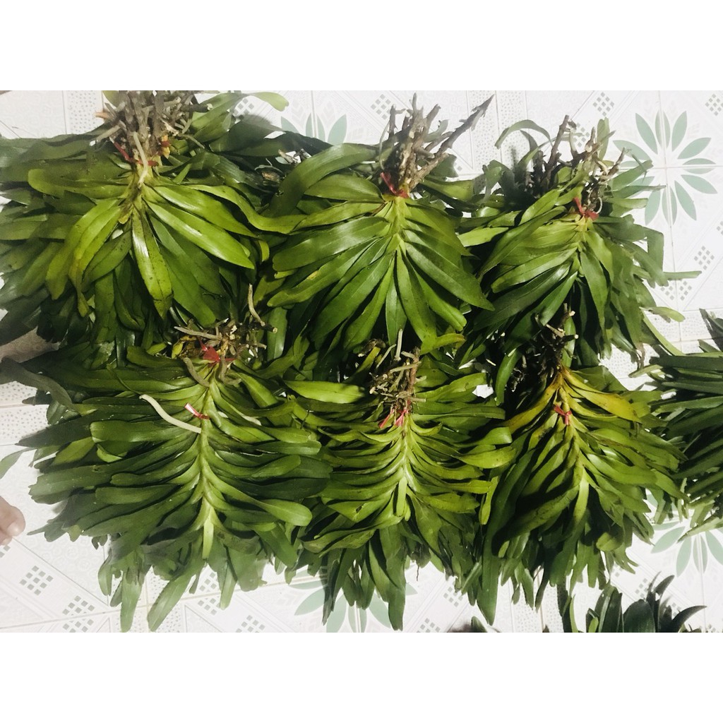 lan tam bảo sắc 35k/bó ( bó 3 cây)