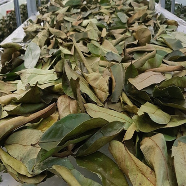 Lá mãng cầu xiêm 500g - Hỗ trợ cải thiện chứng mất ngủ và tăng cường khả năng hoạt động của tim mạch - Thảo Dược Tấn Phát