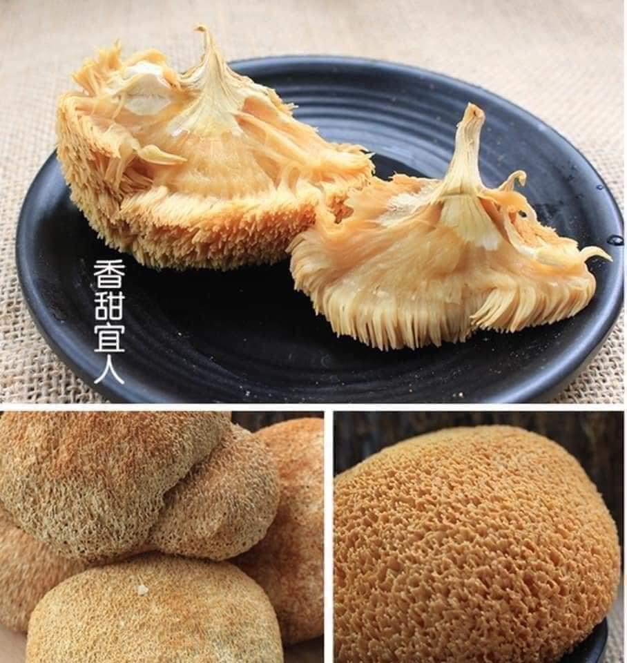 Nấm Hầu Thủ ( Nấm Đầu Khỉ )