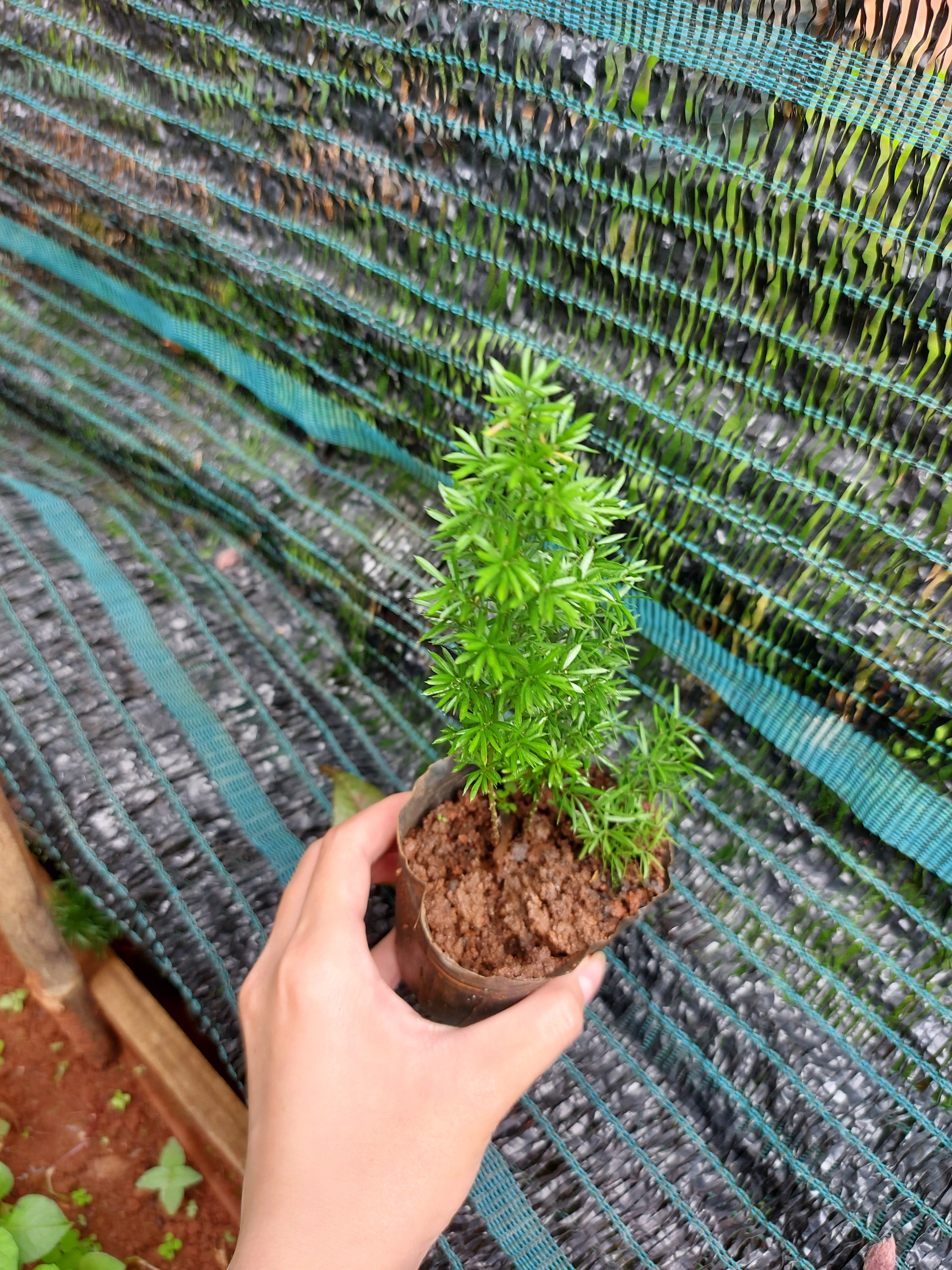 Tùng đuôi chồn mini. chậu trung