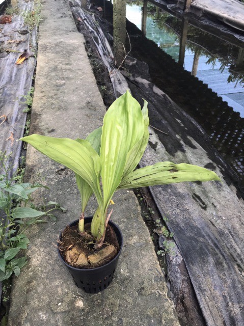 Indo Thanh Dac Orchids